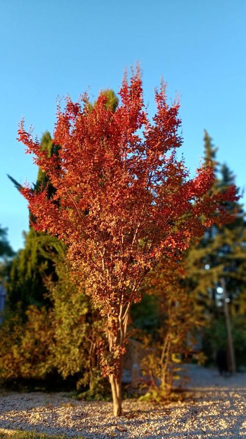 Le Gite Tilia Sablet Εξωτερικό φωτογραφία
